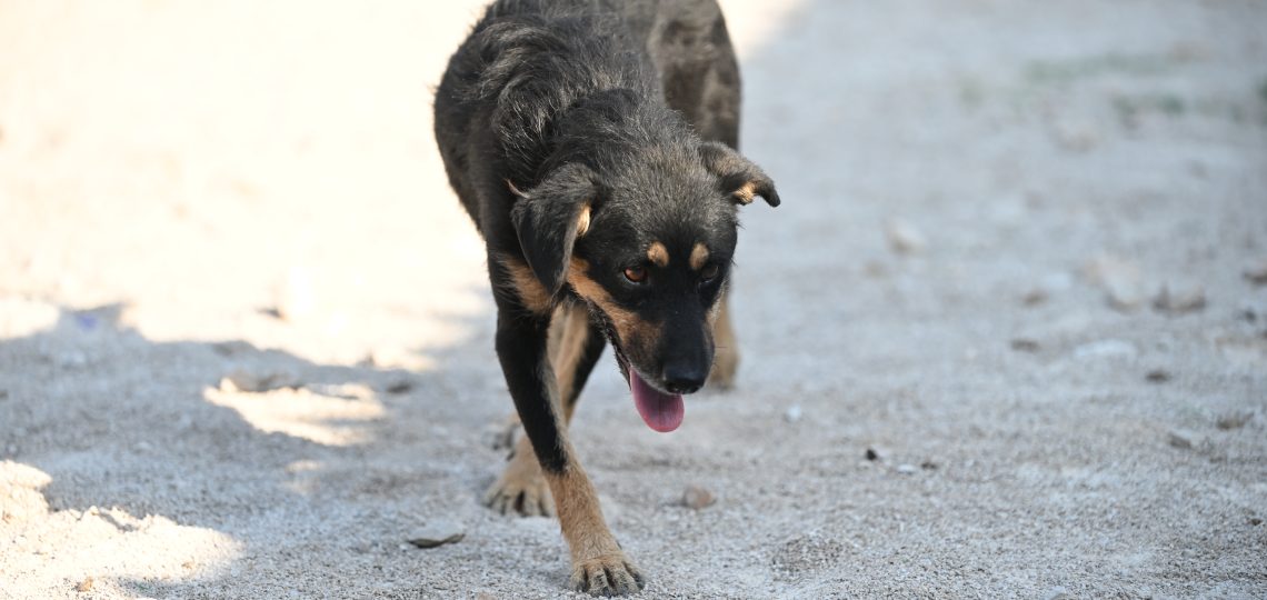 Lea dogs pets rescue