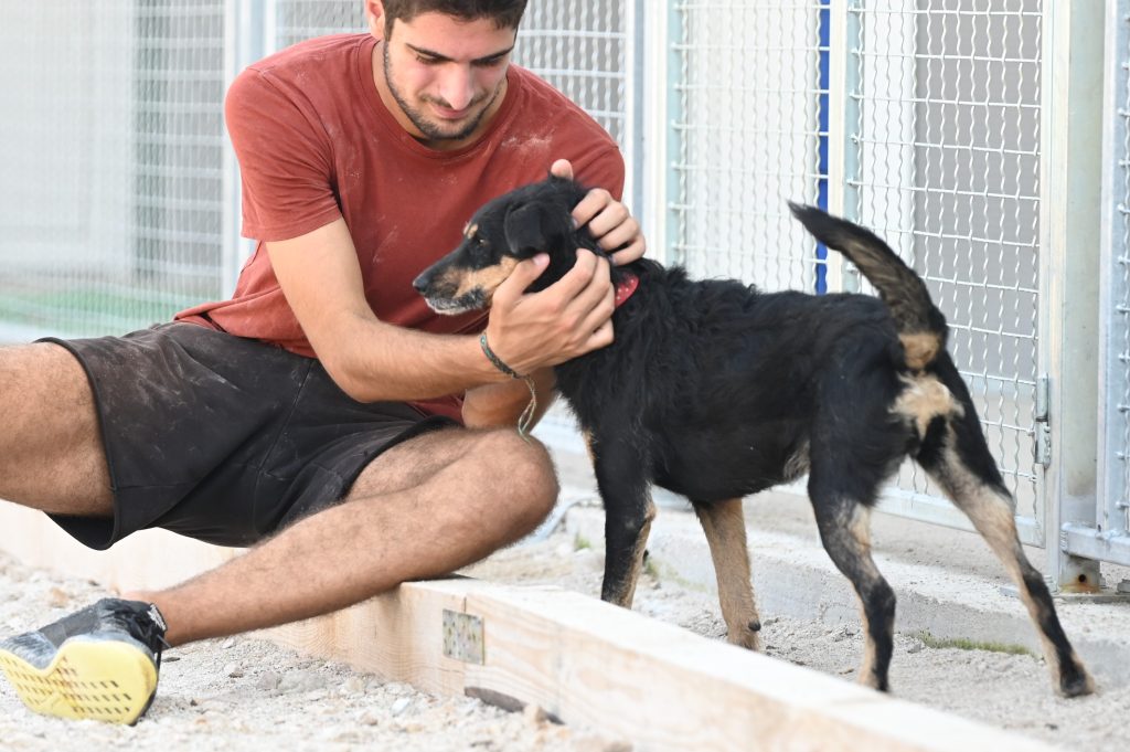 Lea dogs pets rescue
