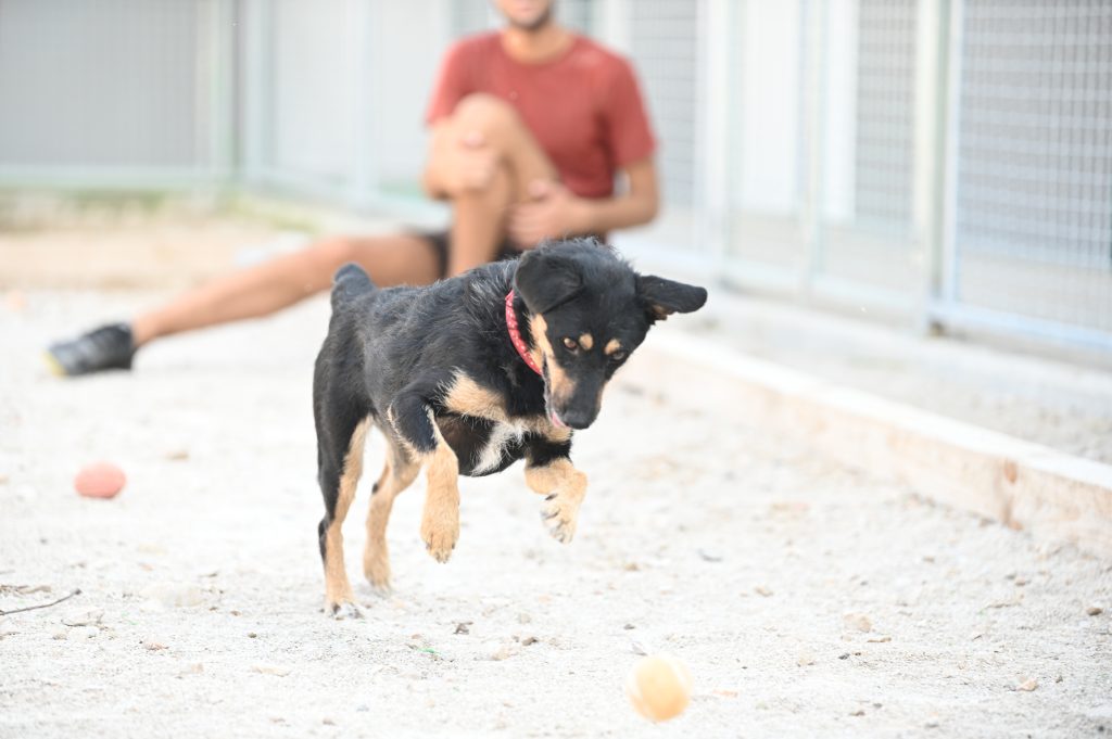Lea dogs pets rescue