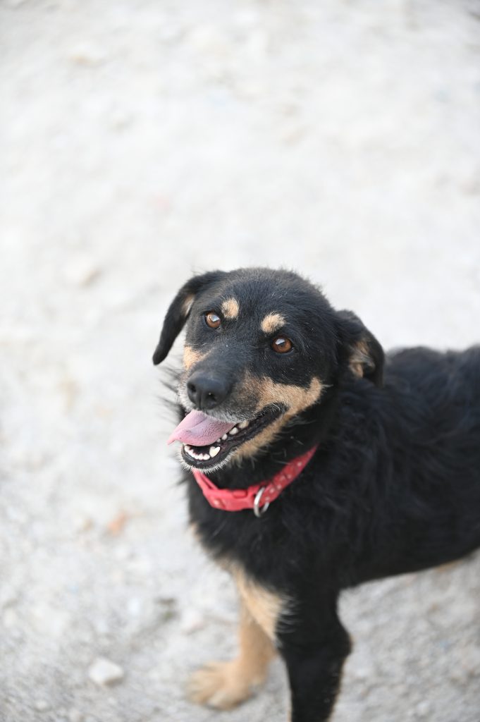 Lea dogs pets rescue