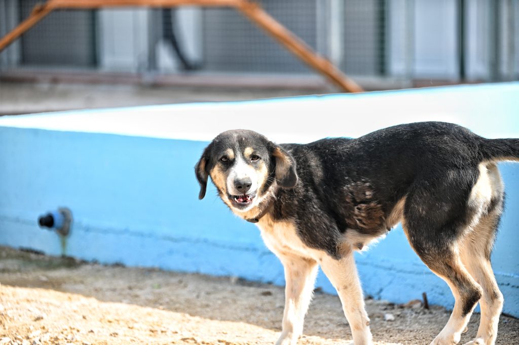 Leksi dog rescue uk