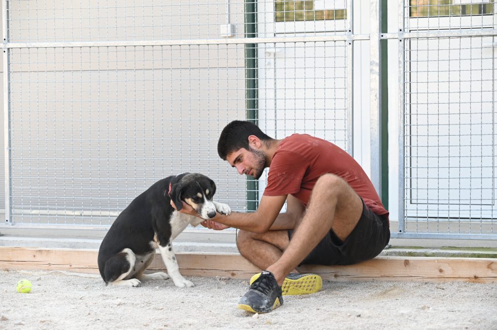 Leksi dog rescue uk