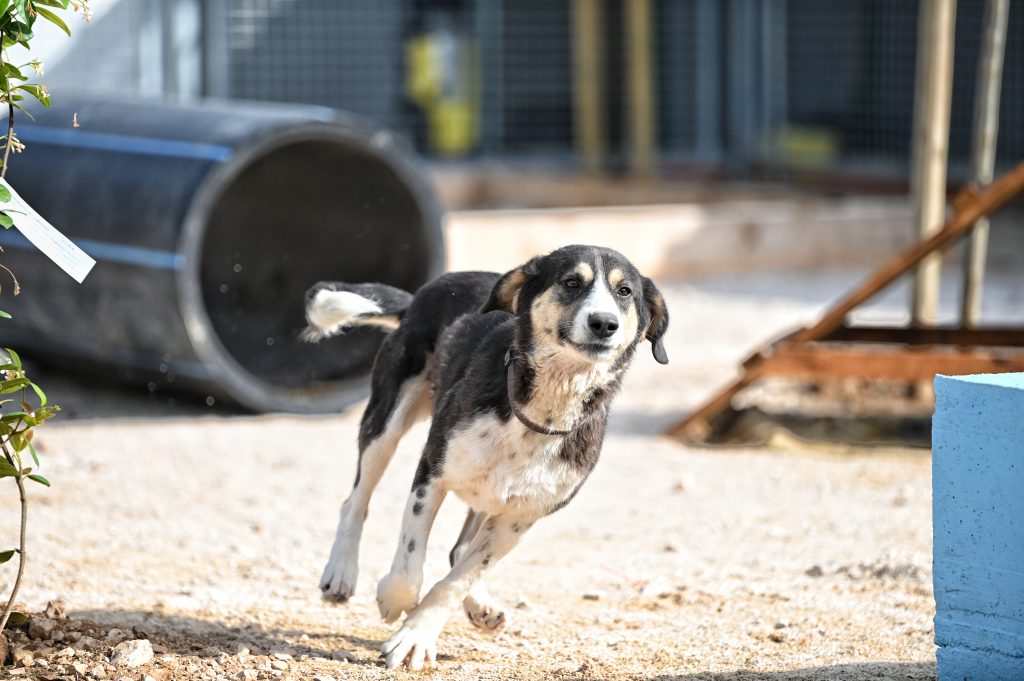 Leksi dog rescue uk