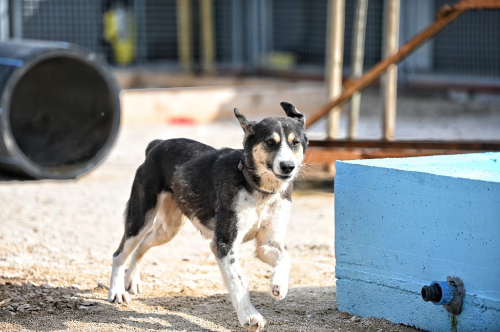 Leksi dog rescue uk