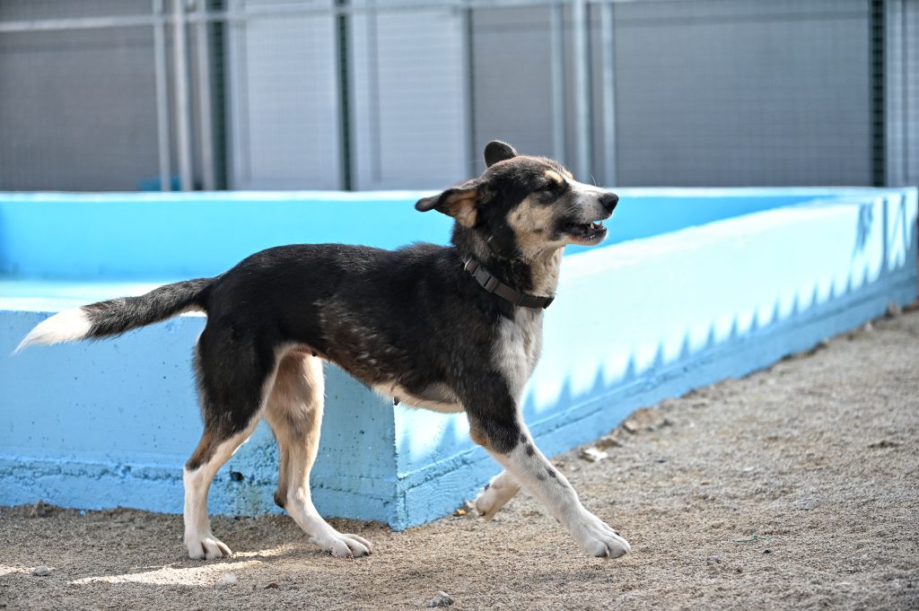 Leksi dog rescue uk