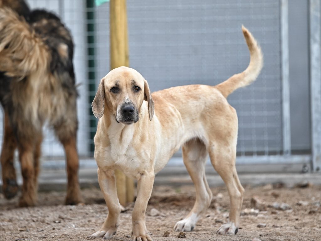 Lena pets rescue