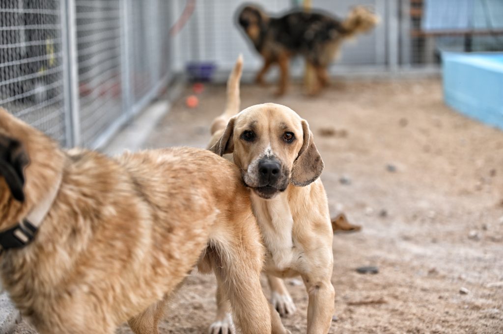 Lena pets rescue