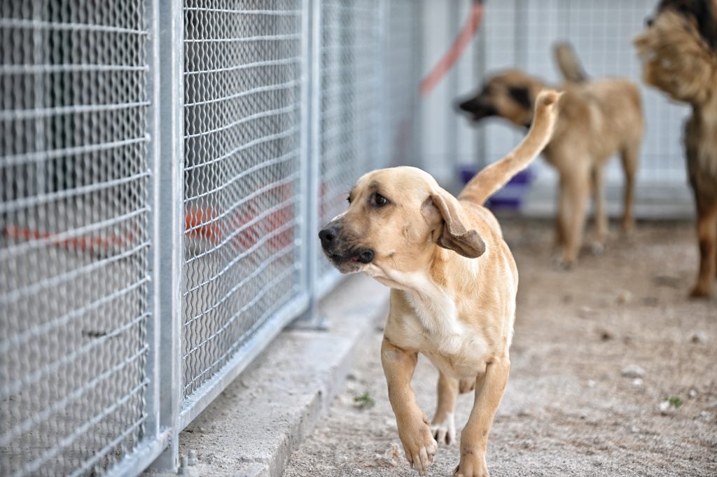 Lena pets rescue