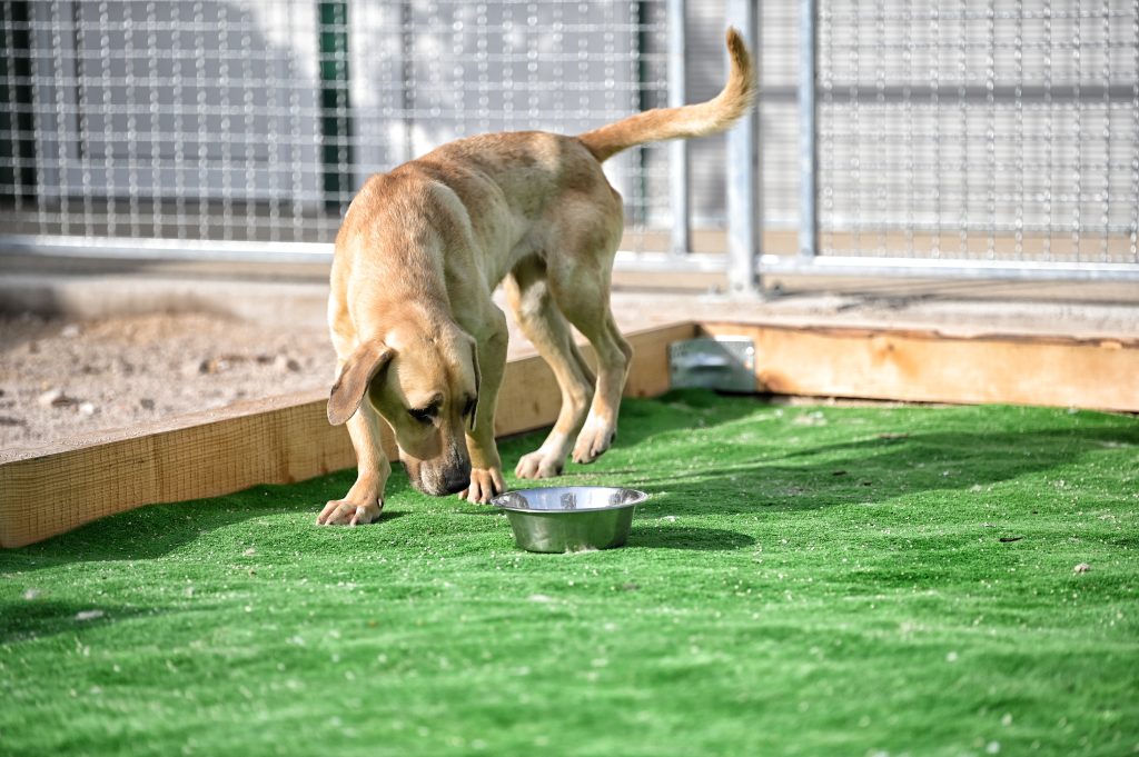Lena pets rescue