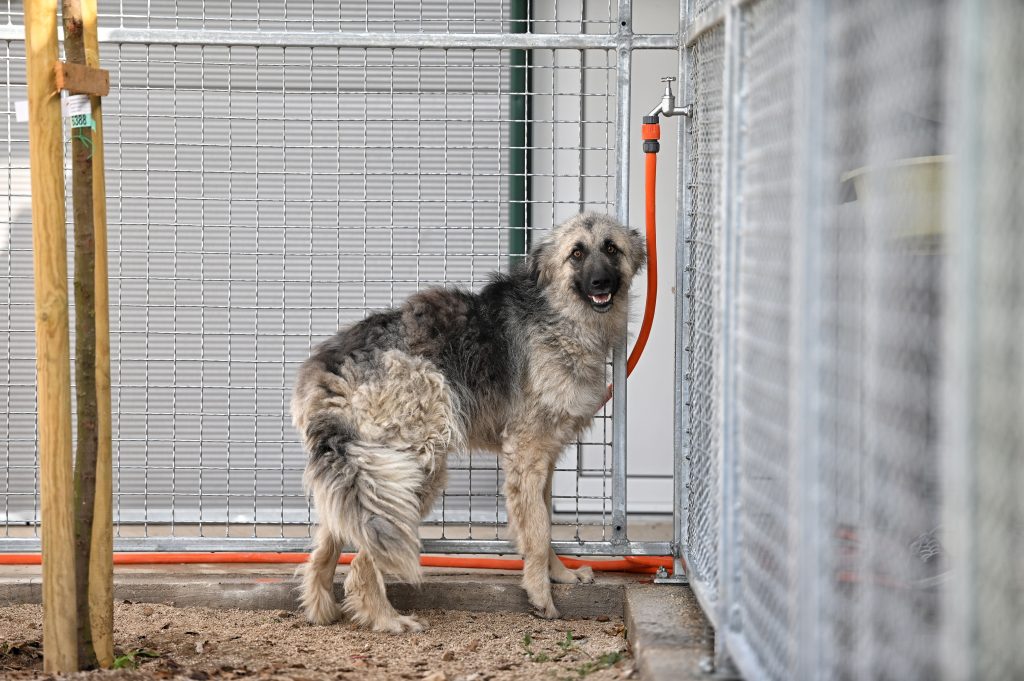 Lina dog rescue uk