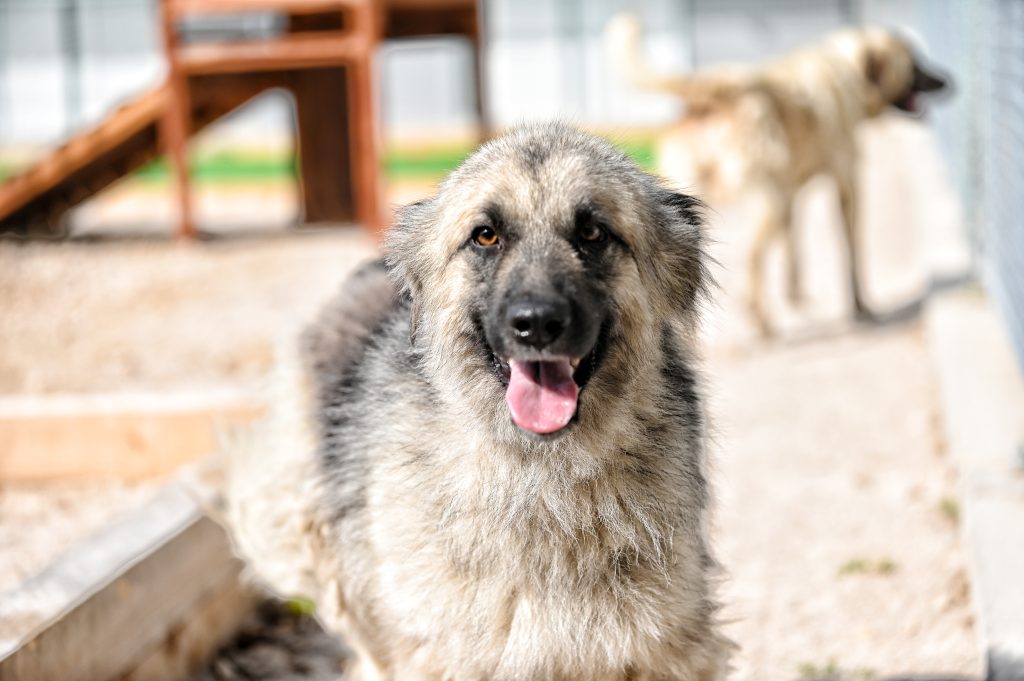 Lina dog rescue uk