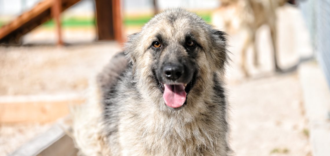 Lina dog rescue uk