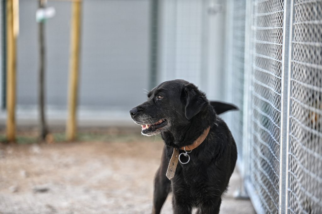 Linda dog rescue centres