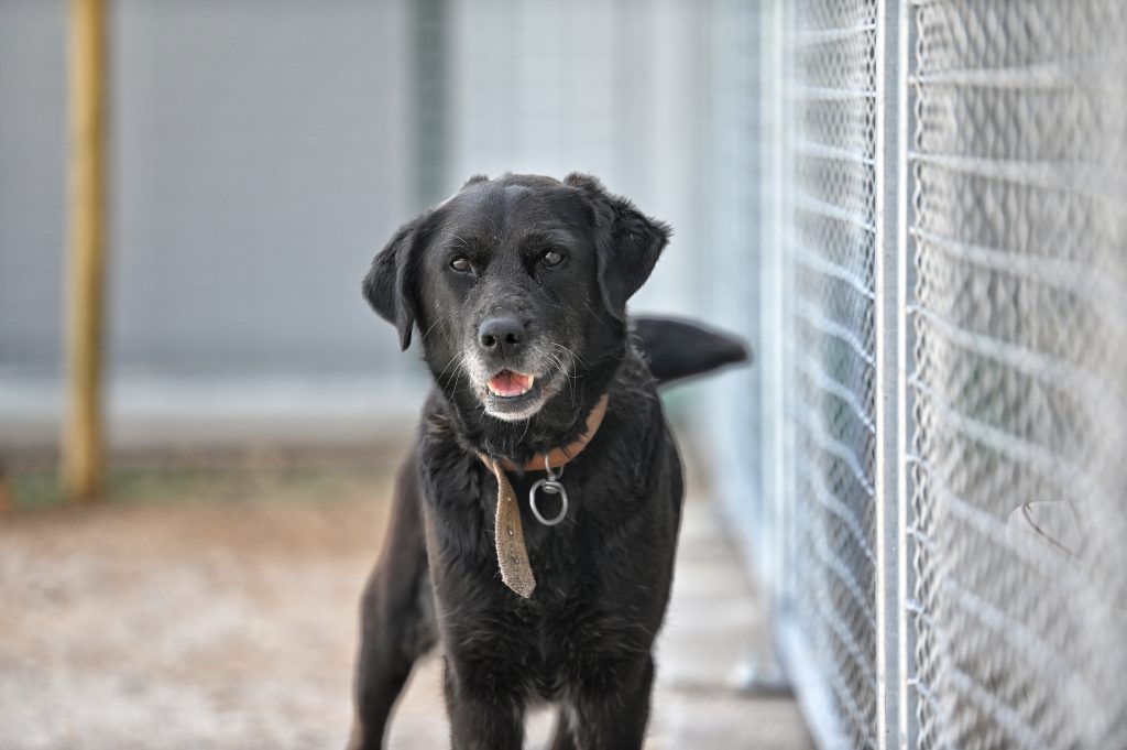 Linda dog rescue centres