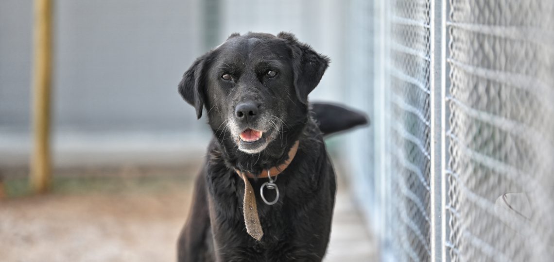Linda dog rescue centres