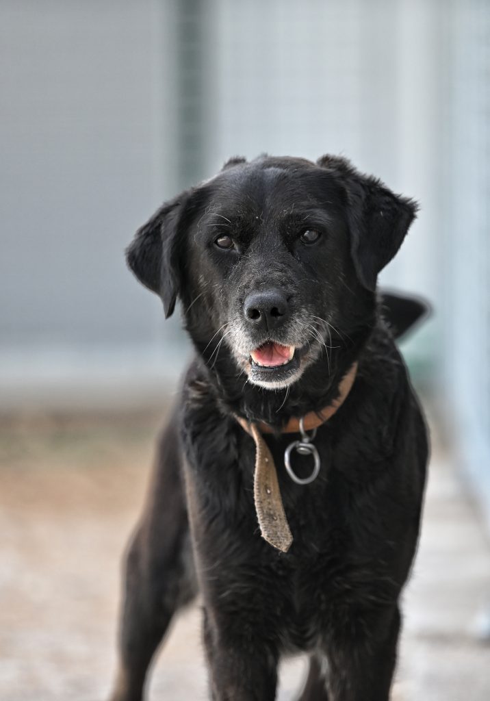 Linda dog rescue centres