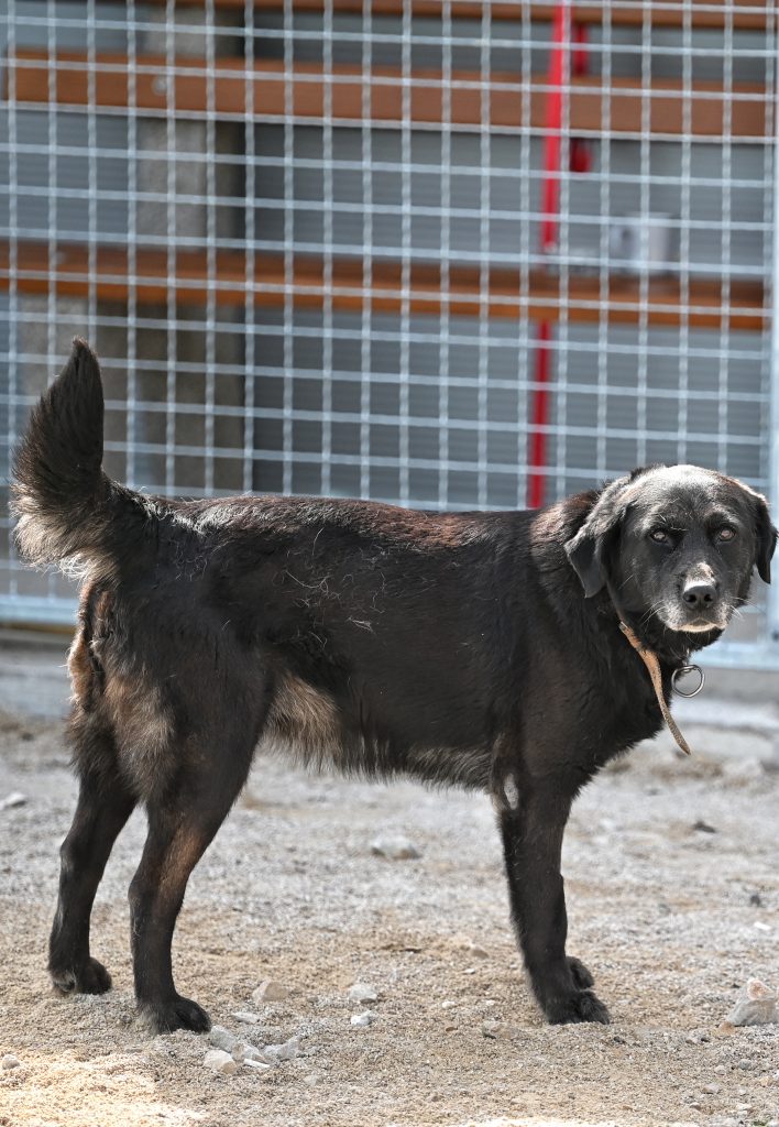 Linda dog rescue centres