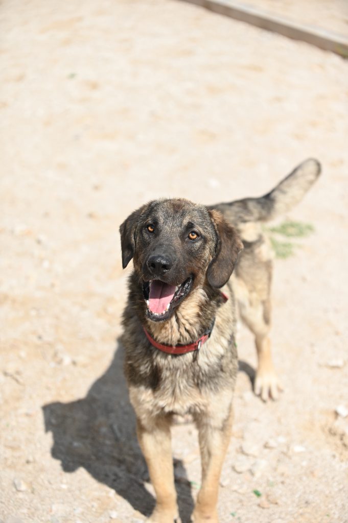 Ljubiša rescue dogs for adoption