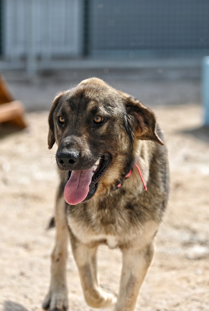 Ljubiša rescue dogs for adoption