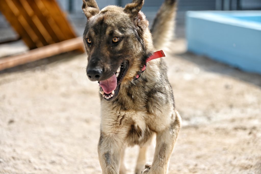 Ljubiša rescue dogs for adoption