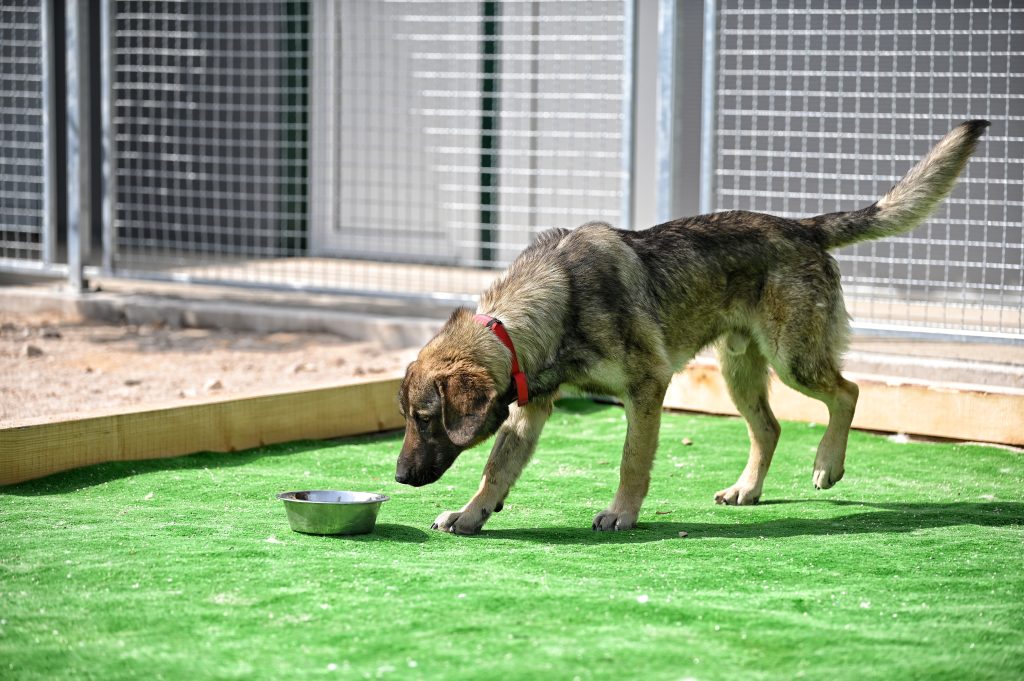 Ljubiša rescue dogs for adoption