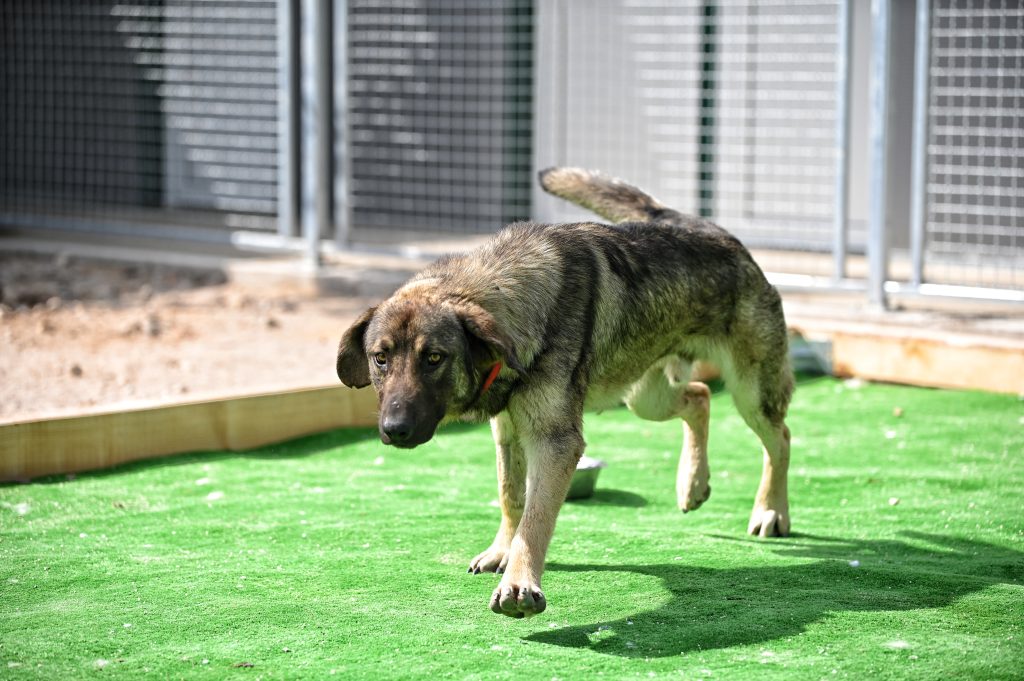 Ljubiša rescue dogs for adoption