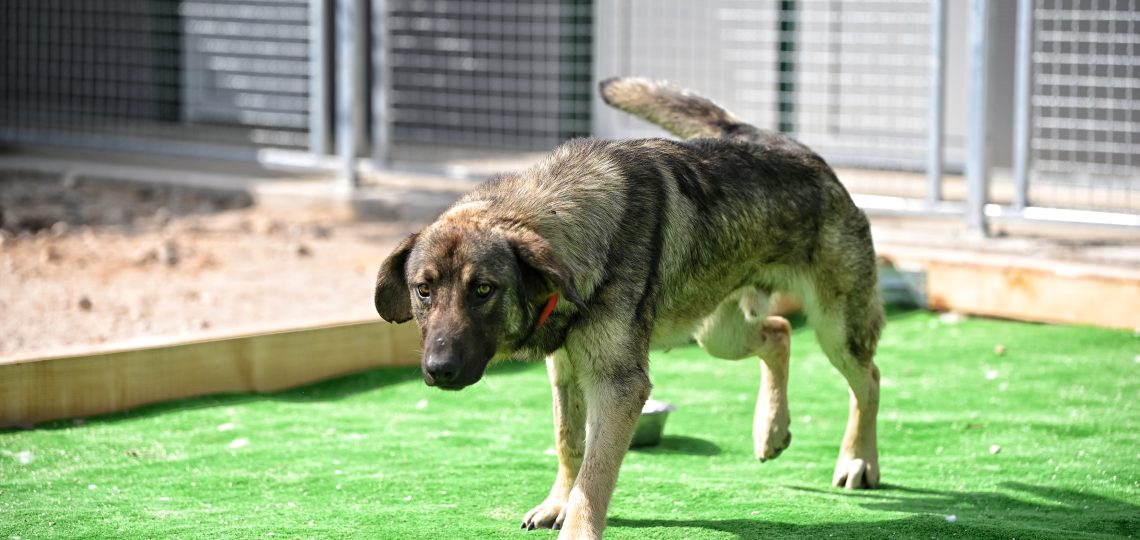 Ljubiša rescue dogs for adoption