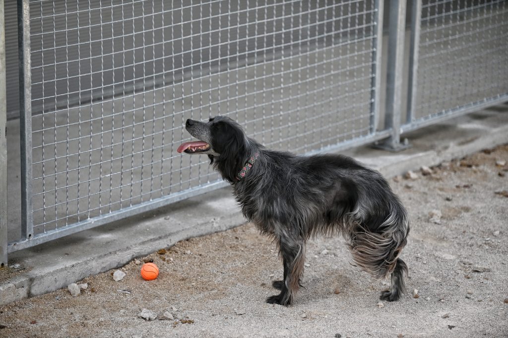 ljupče dog rescues