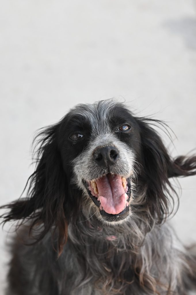 ljupče dog rescues