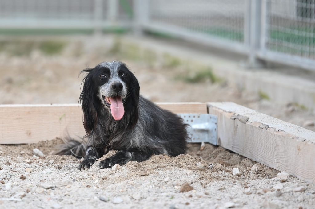 ljupče dog rescues