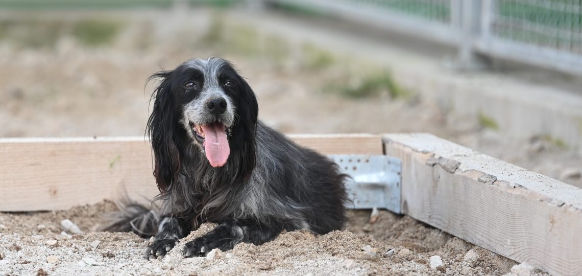 ljupče dog rescues