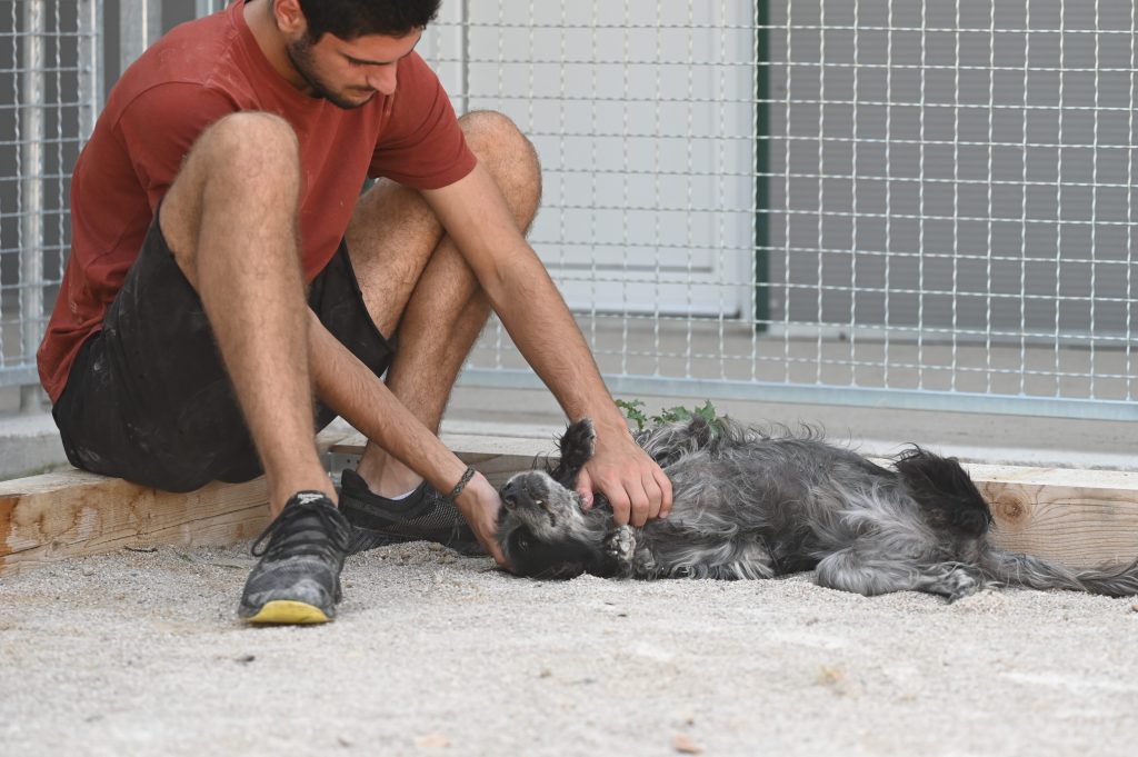 ljupče dog rescues