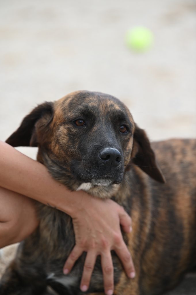 Lokica dog rescue centres near me