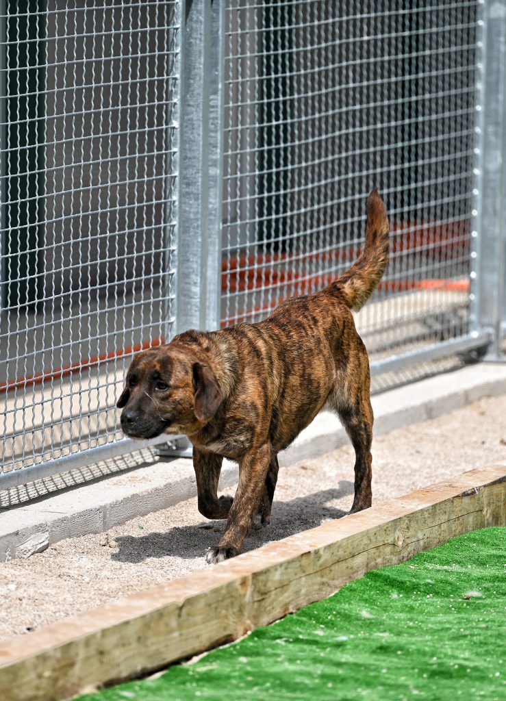 Lokica dog rescue centres near me
