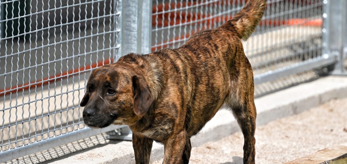 Lokica dog rescue centres near me