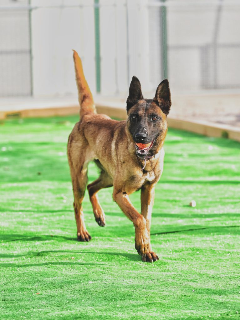 Lola volunteer dog shelter
