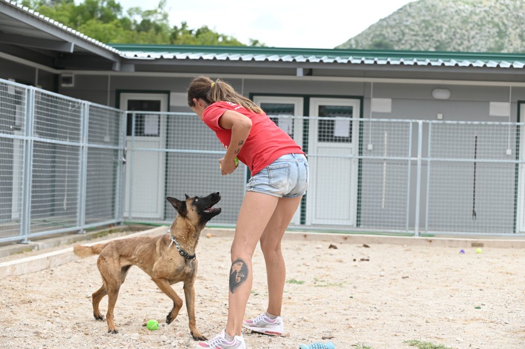 Lola volunteer dog shelter