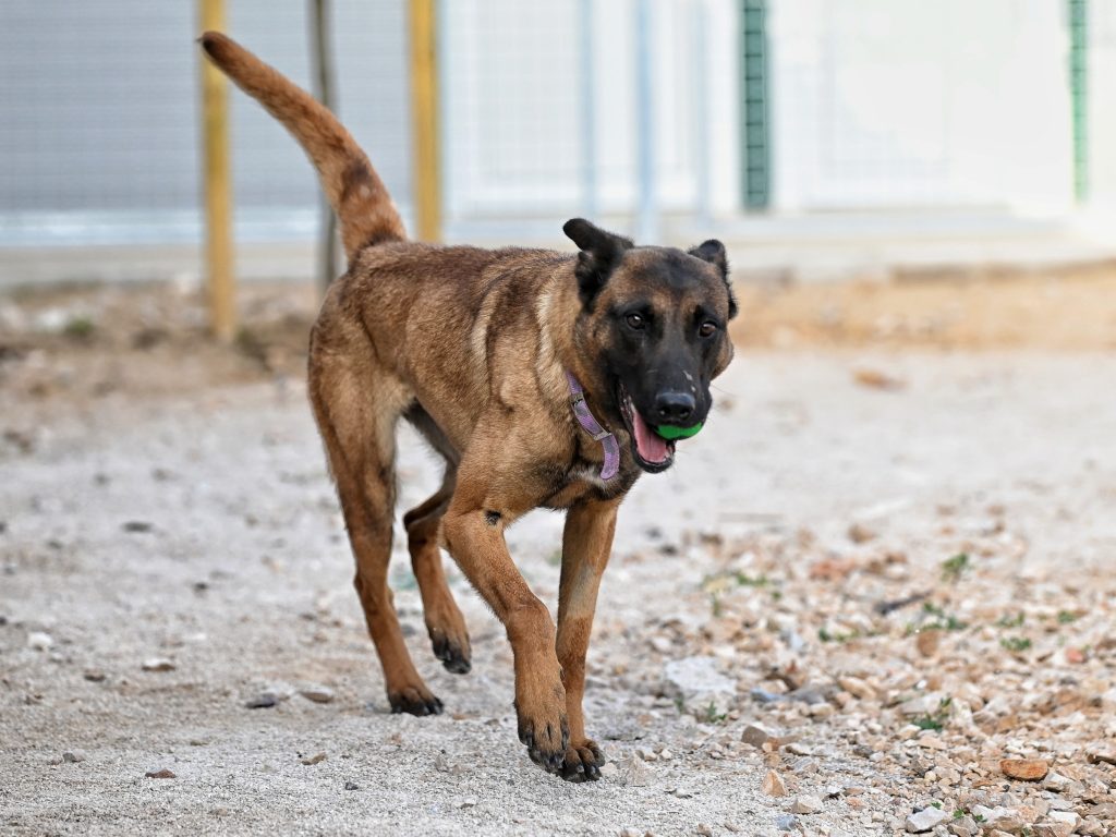 Lola volunteer dog shelter