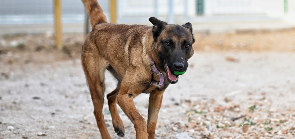 Lola volunteer dog shelter