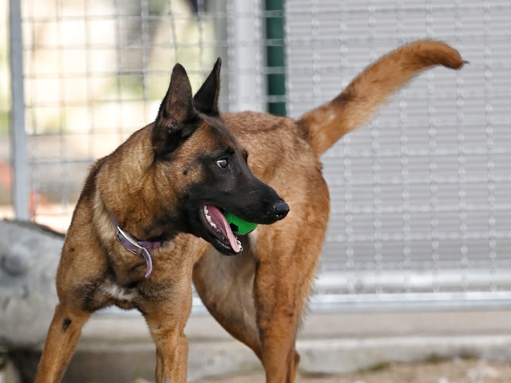 Lola volunteer dog shelter