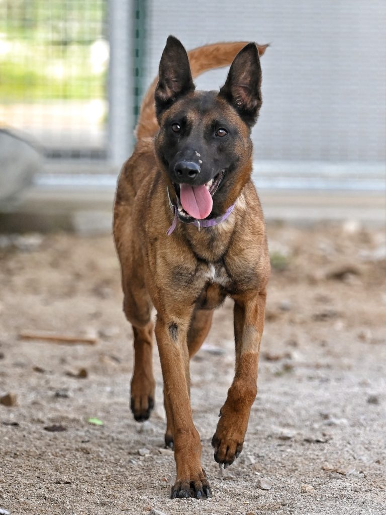Lola volunteer dog shelter