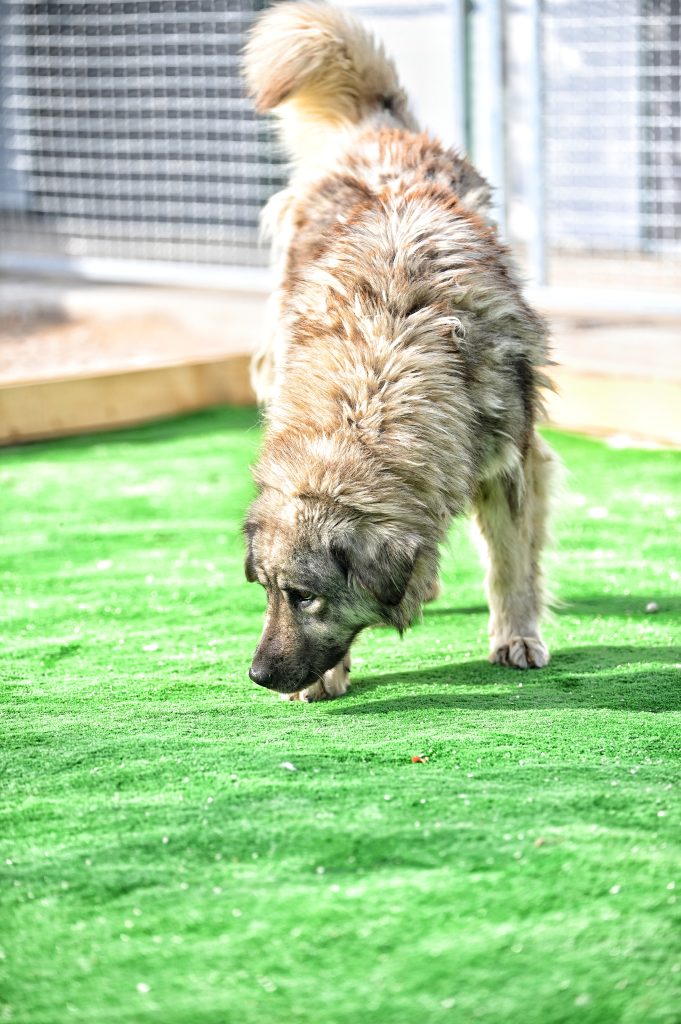Lusi adopt a dog uk