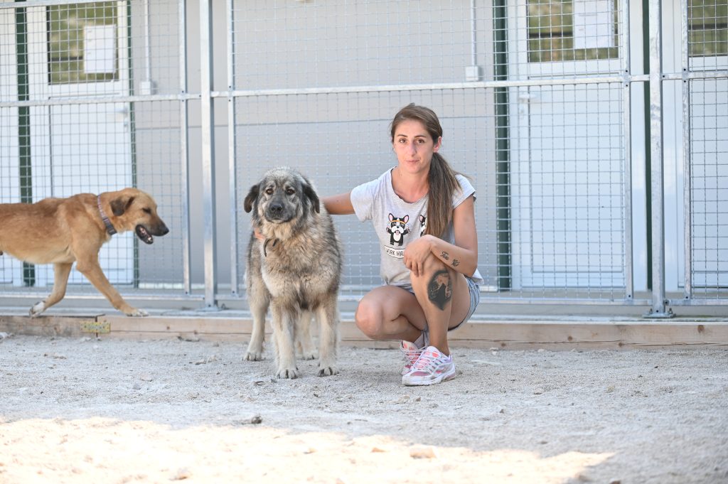 Lusi adopt a dog uk