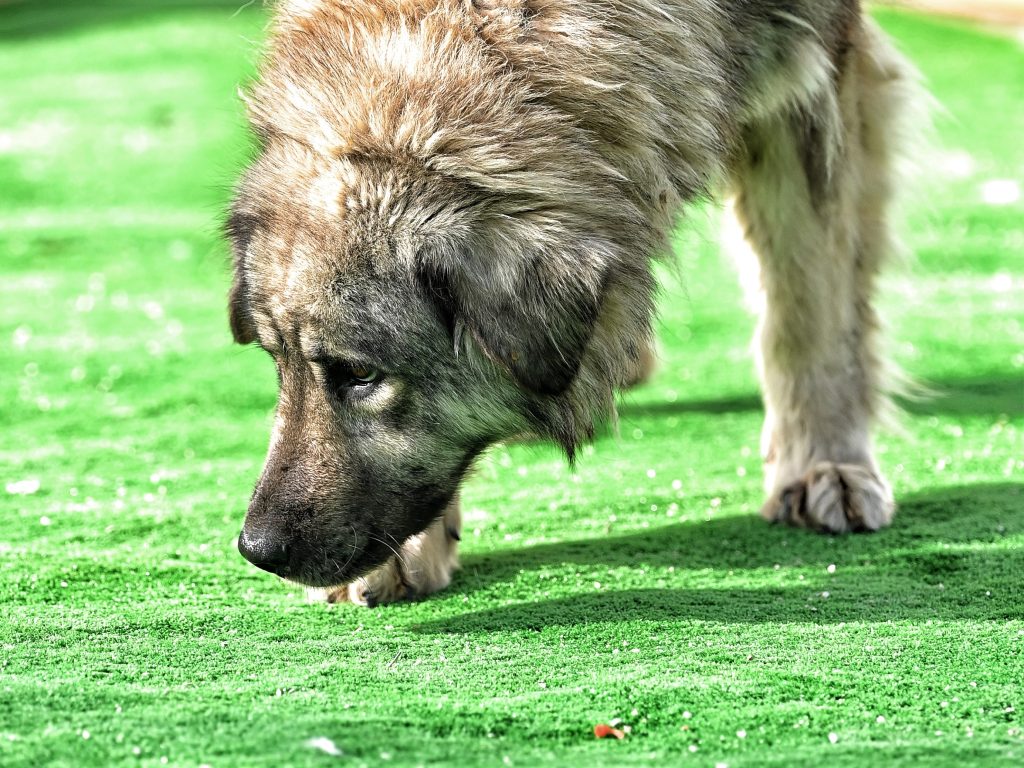 Lusi adopt a dog uk