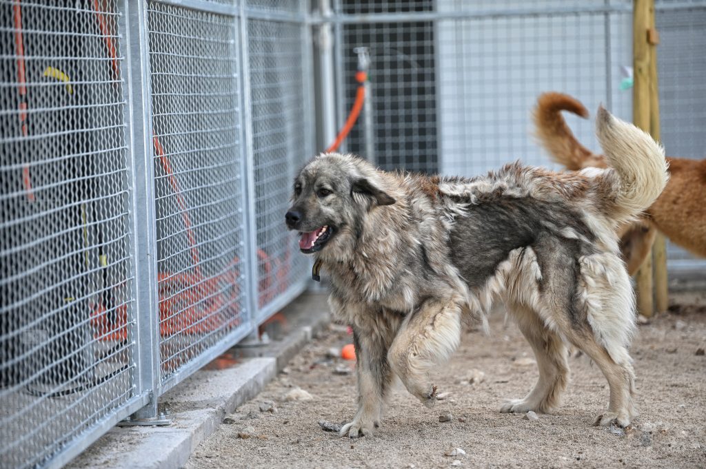 Lusi adopt a dog uk