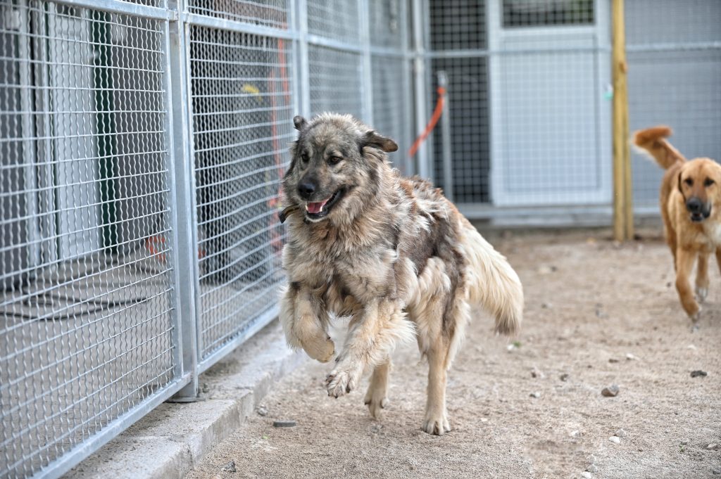 Lusi adopt a dog uk