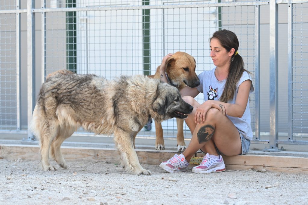medo rehome a dog