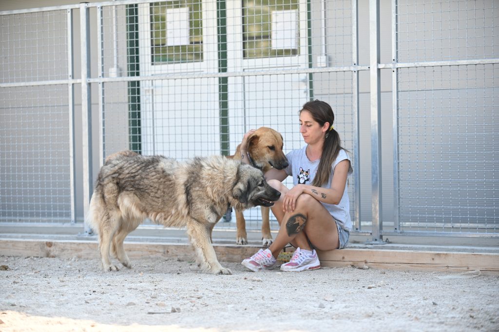 medo rehome a dog