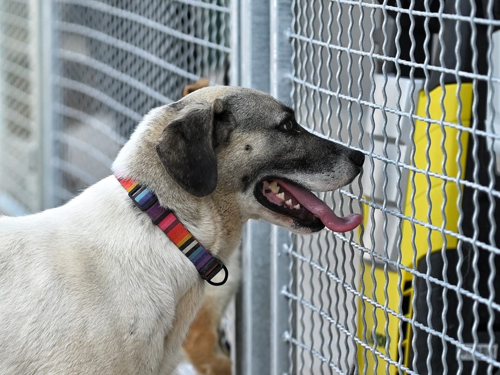 Mafy animal charities near me