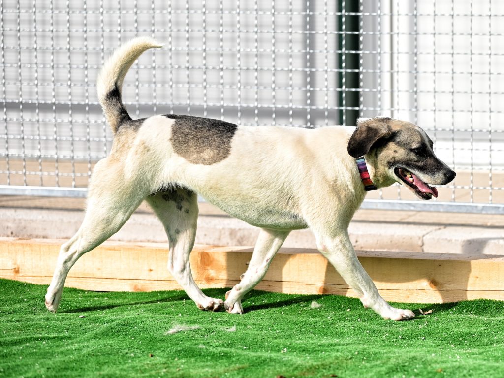 Mafy animal charities near me